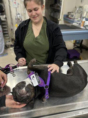 Hempfield Animal Hospital