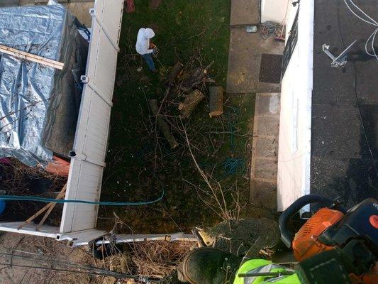 Tarzan Tree Removal