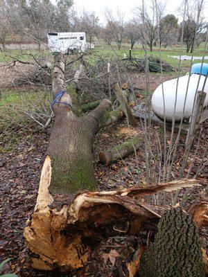 Capital Tree Service