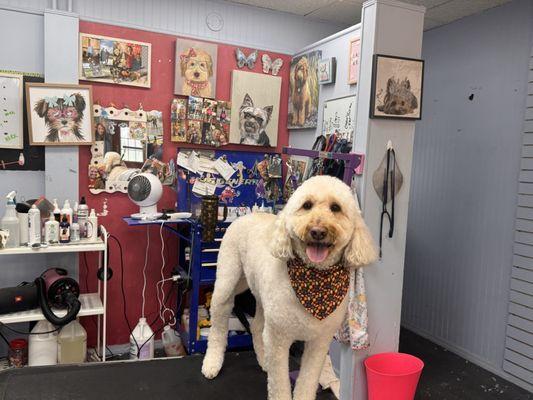 Doggy Gone Beautiful