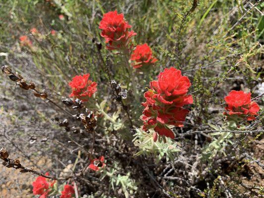 Woolly Indian paintbrush
