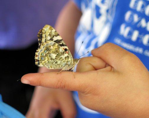 Each class has the unique opportunity to observe a caterpillar go through the stages towards becoming a butterfly.