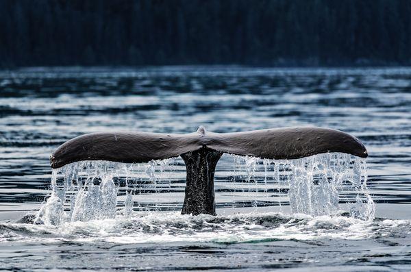 Fin and Fjord Adventures