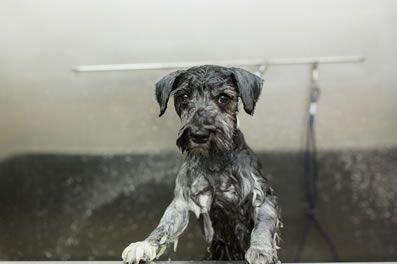 petbar Boutique - Preston Trail