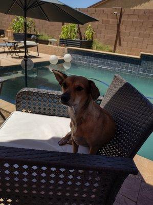 Ghost Town Dog Rescue