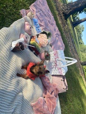 Colony Animal Hospital