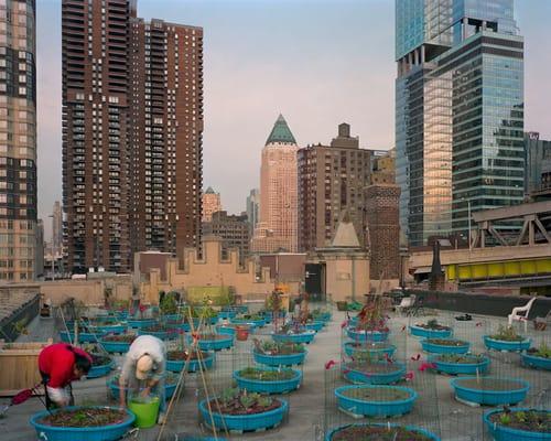 Hell's Kitchen Farm Project