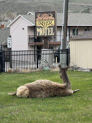 Yellowstone River Motel