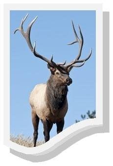 Elk Ridge Custom Cabinets