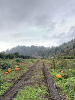 Tons of pumpkins available for picking!