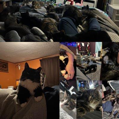 Sweets Cabin Cat Rescue