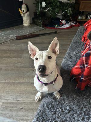 Balanced Pooches In Home Dog Training