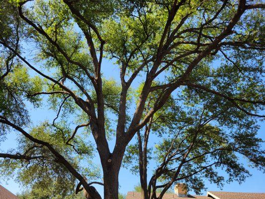 Affordable Fencing and Tree Trimming
