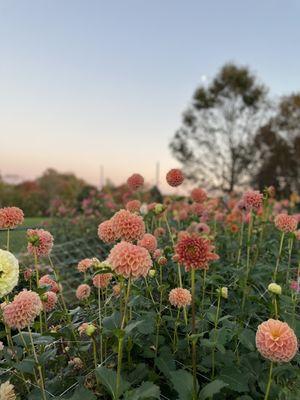 Agricultural History Farm Park