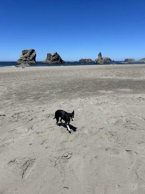 Daisy was in a car wreck with me