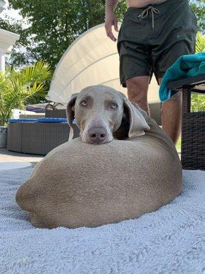 Layla’s Dog Treats And Cakes