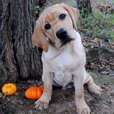 Shady Spring Pet Retreat