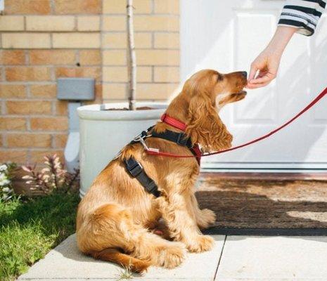 Haxy dog walker & pet seater