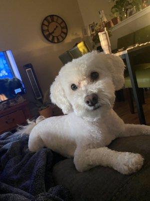 Christina's Doggie spa