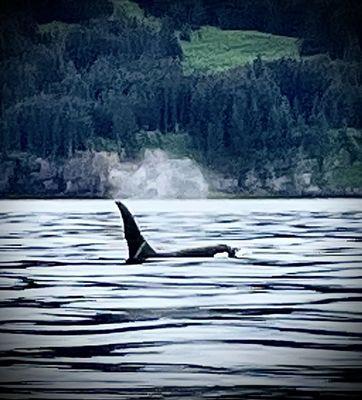 Sunrunner Water Taxi