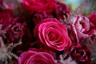 City Gardens Flower Mill