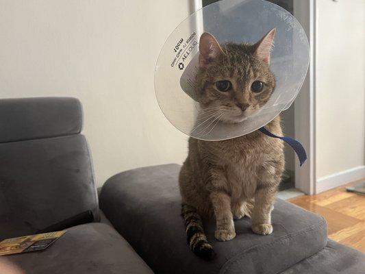 City Veterinary Care