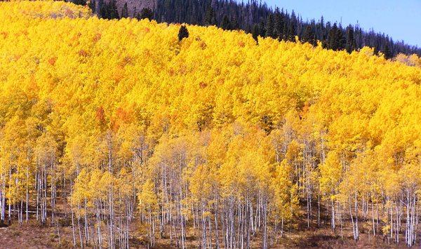 Martin Dragnev - The Group