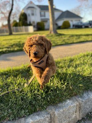 Furrylicious