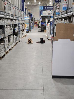 Dog Training Elite Broward