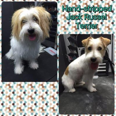 MetroHound Mobile Pet Spa