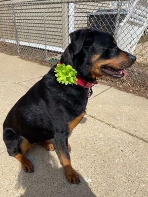 Tess & Woo's Dog Boutique