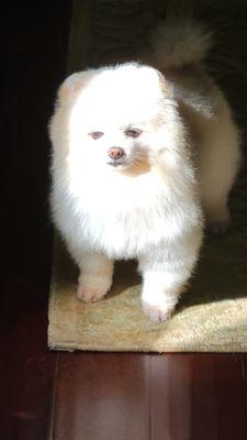 Metairie Small Animal Hospital - Freret Clinic