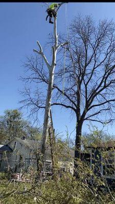 Alvaro’s tree service