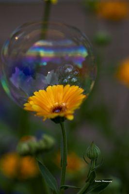 Schiller Fine Art, Photography & Framing