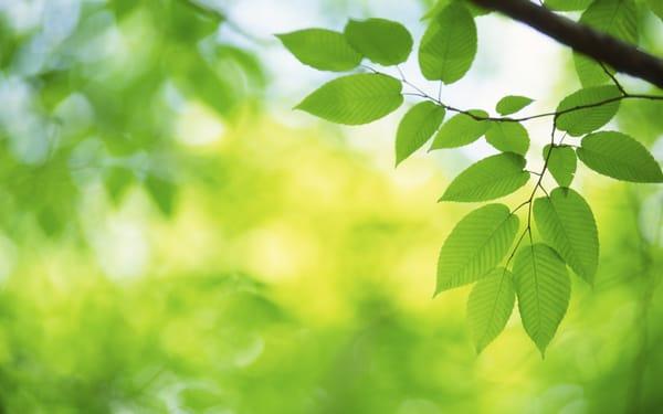 Green Lotus Wellness