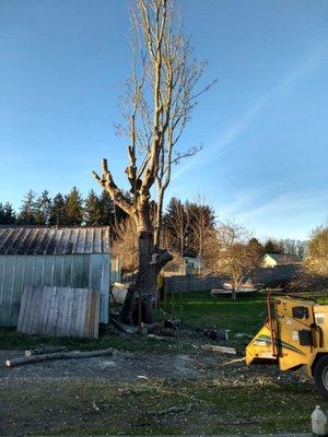 Tree Pros/ Restoration Pruning