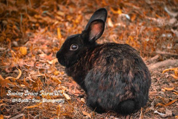 Saving Grace Farm WV