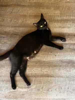 Mineral Wells Animal Clinic