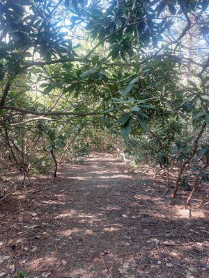 Rhododendron State Park