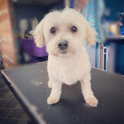 Hill Country Grooming