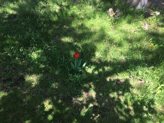 Flower outside former church