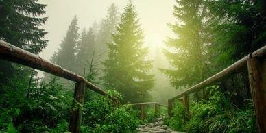 Twin Oaks Tree Services