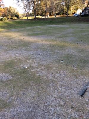 Shows the condition of some of the greens on the back 9.