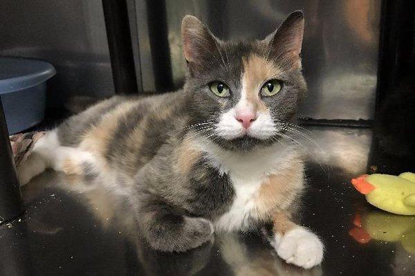 Newberg Animal Shelter