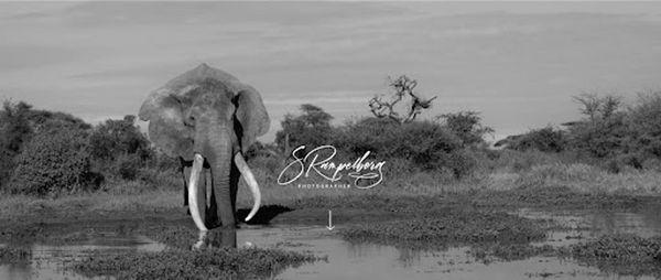 S Rampelberg Photography