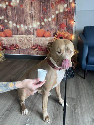 Livewell Animal Hospital of Edmond