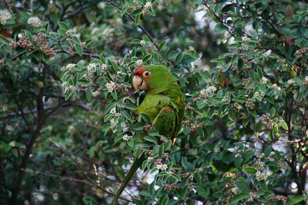 The Parrots of Telegraph Hill
