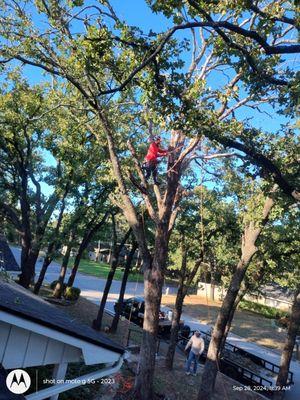 Noel Tree Service Soto's