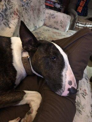 Miss Jasmine loves everyone Aiken Veterinary Clinic