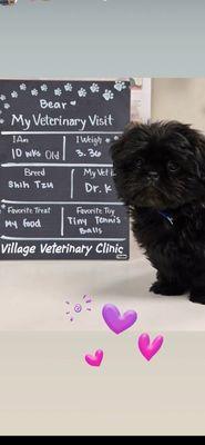 Picture staff took of my puppies first visit